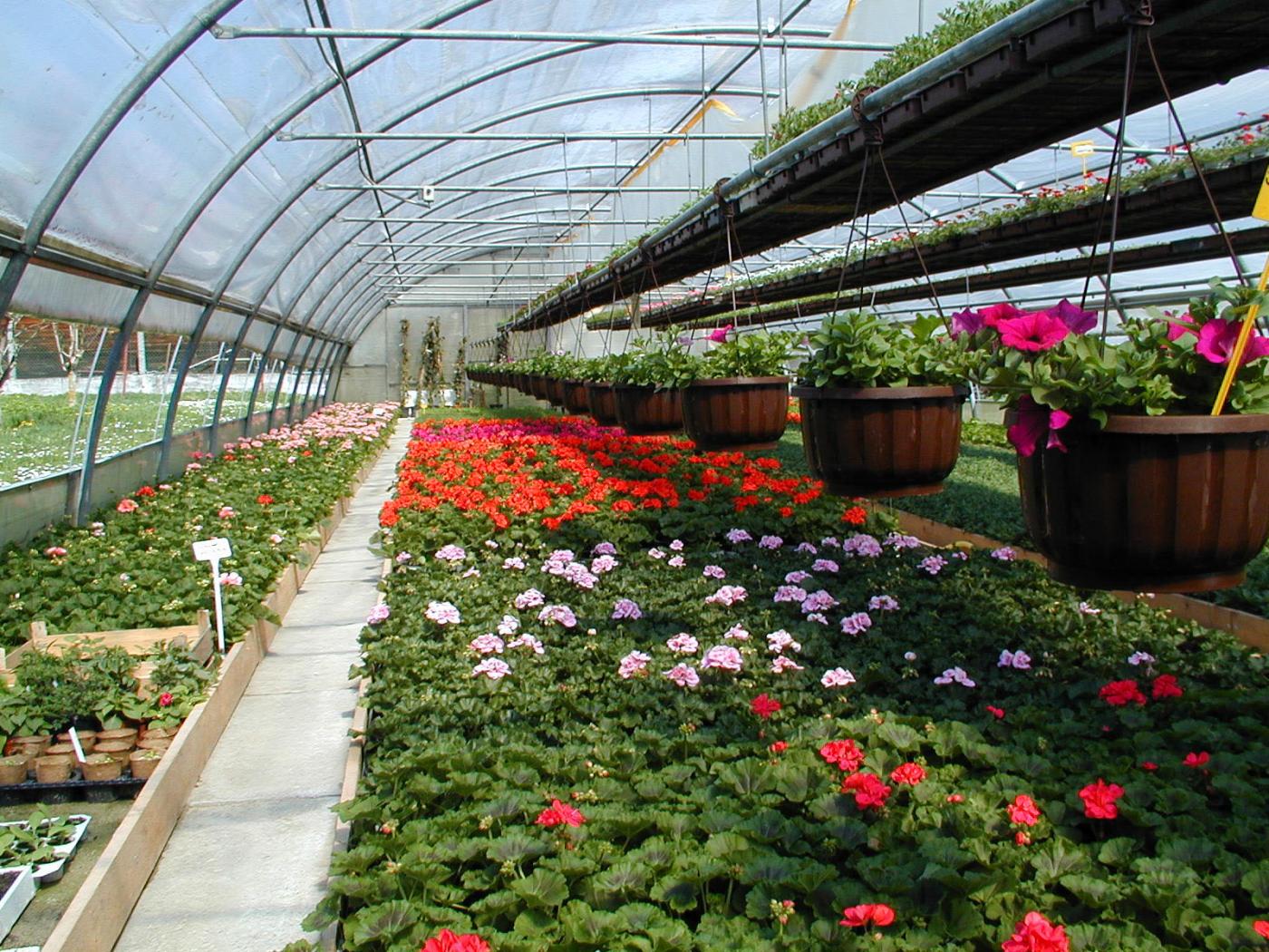 Gärtnerei Glashaus innen Blumen