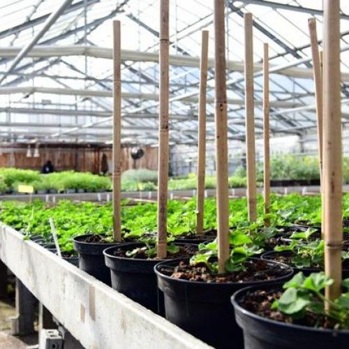 Gärtnerei Lehrwerkstätte FSL