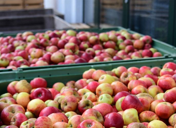 Äpfel in der Steige