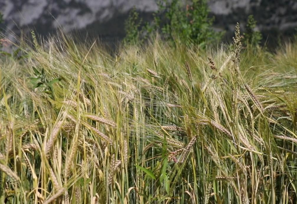 © LLA Imst Getreidefeld