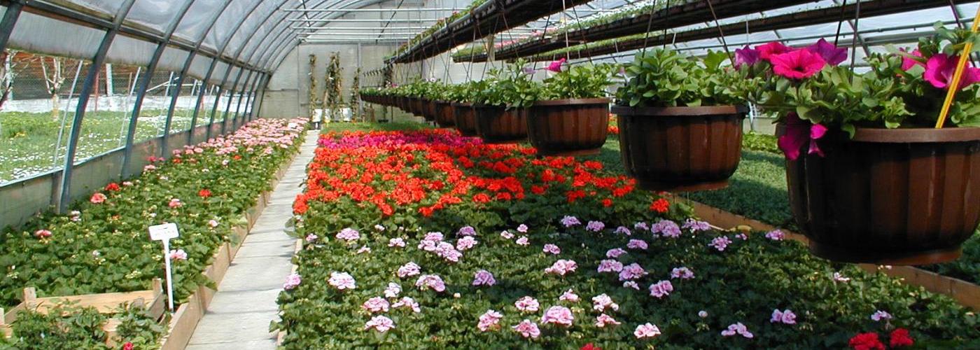 Gärtnerei Glashaus innen Blumen